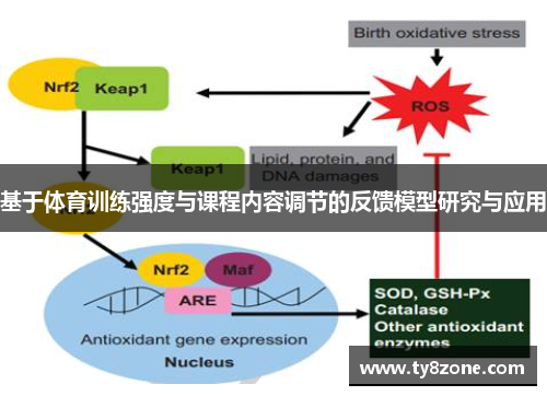 基于体育训练强度与课程内容调节的反馈模型研究与应用 基于体育训练强度与课程内容调节的反馈模型研究与应用